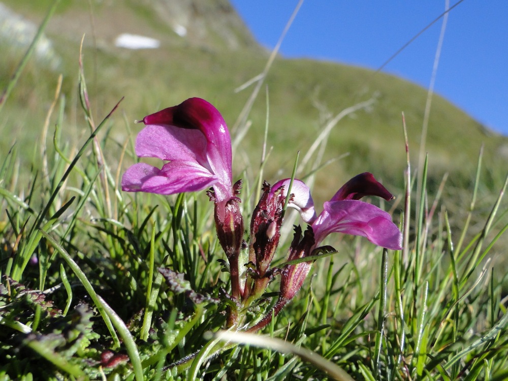 Pedicularis da id. 1 - Pedicularis kerneri